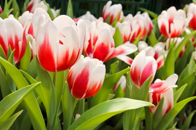 Coloridos tulipanes en el jardín