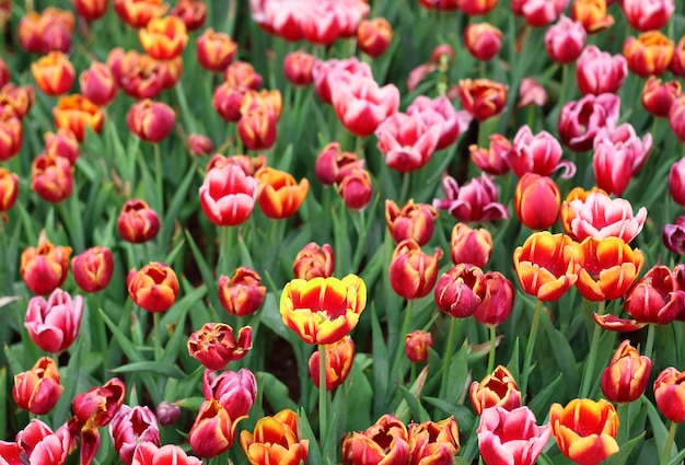 Coloridos tulipanes en el jardín