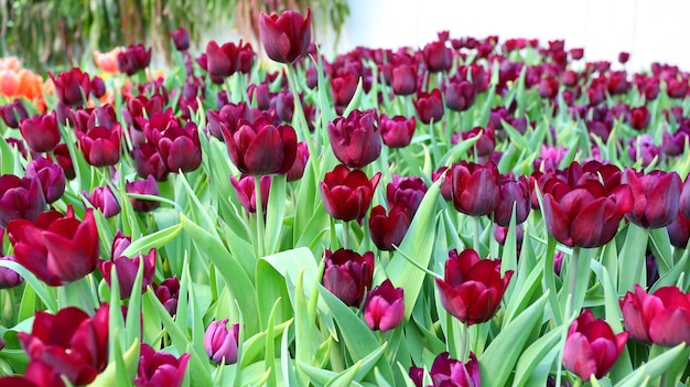 Coloridos tulipanes en el jardín