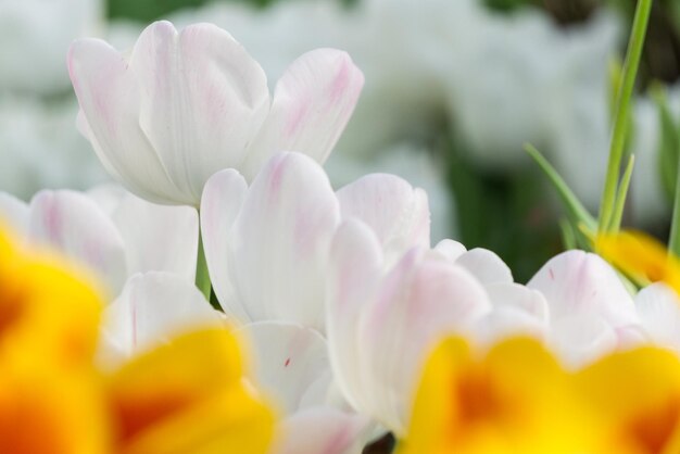 Coloridos tulipanes en el jardín.