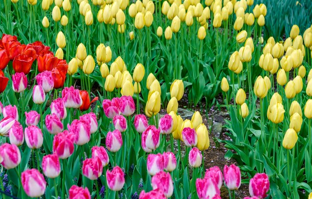 Coloridos tulipanes en el Keukenhof, Holanda