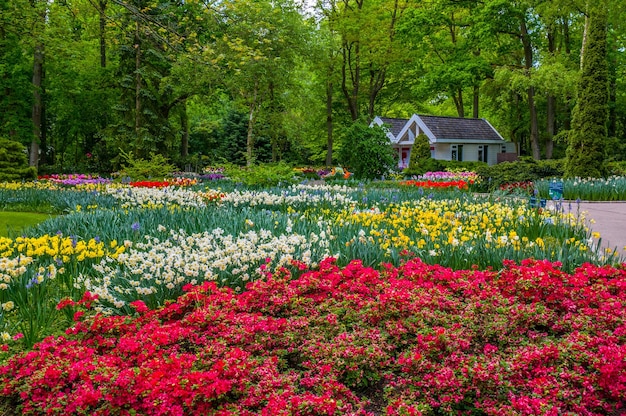 Coloridos tulipanes Keukenhof Park Lisse en Holanda