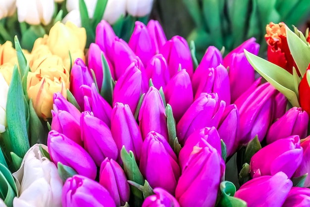 Coloridos tulipanes en el mercado para banner de bienvenida