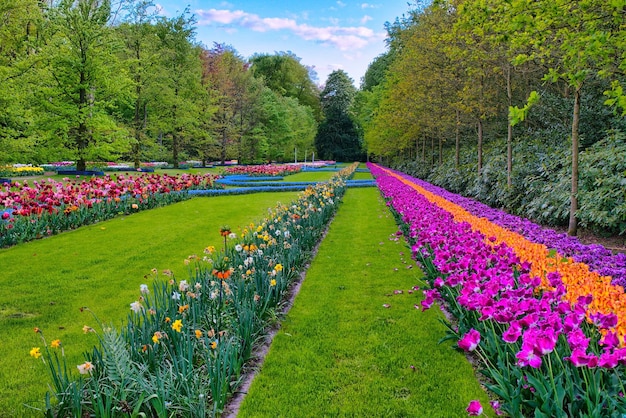 Coloridos tulipanes naranjas y morados Keukenhof Park Lisse en Holanda