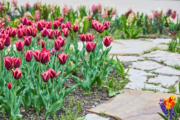 Coloridos tulipanes de primavera de color rosa y morado junto a la pasarela de piedra