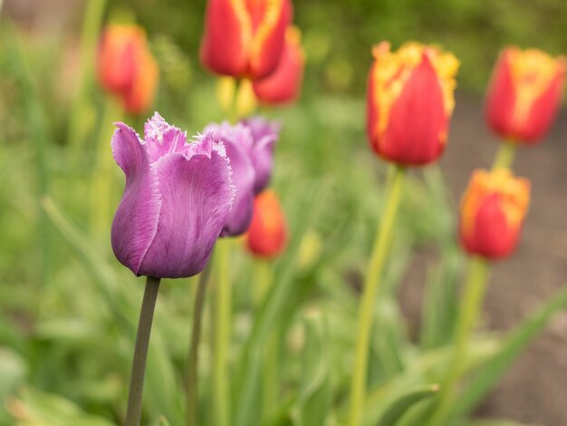 Coloridos tulipanes que florecen en el jardín de primavera