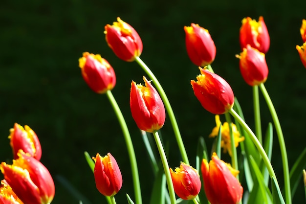 Coloridos tulipanes rojos florecen sobre fondo negro