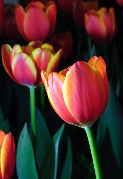 coloridos tulipanes rojos