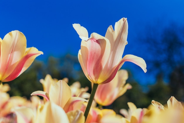 Coloridos tulipanes, tulipanes en primavera