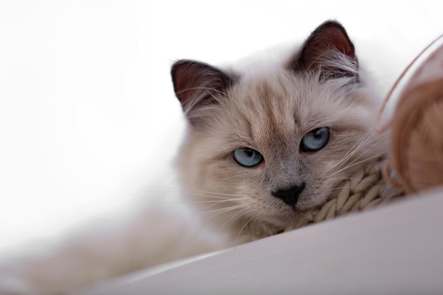 Colorpoint-Katze mit Strang liegt auf einem Fenster im Wohnzimmer