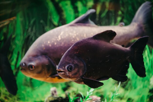 Foto colossoma brachypomum em um fundo de algas verdes. grande peixe magenta.