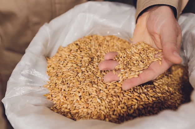 Colse de la mano de un agricultor con semillas de soja. Un producto orgánico saludable.