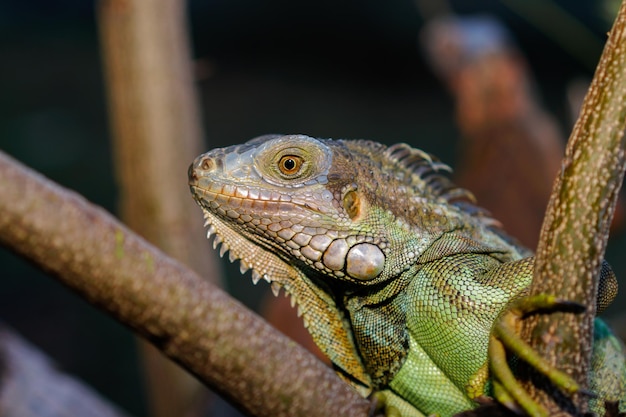 Colseup macro iguana reptil animal