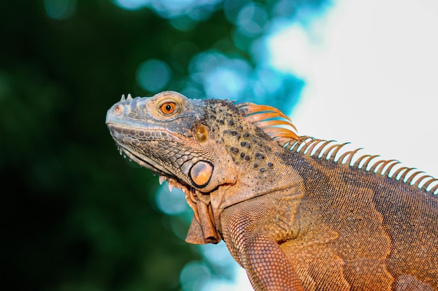 Colseup macro iguana réptil animal