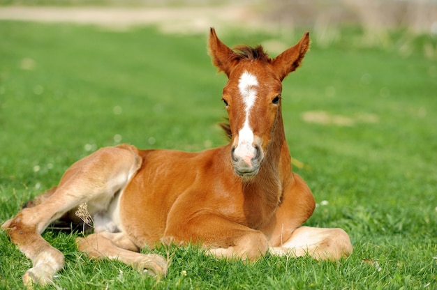 Colt en un prado en verano