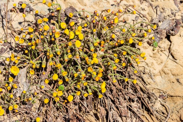 Coltsfoot flor Tussilago farfara en pradera