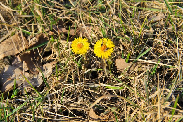 Coltsfoot flor Tussilago farfara en el prado