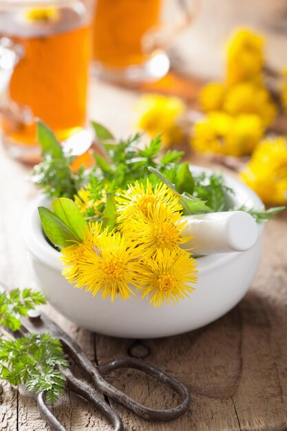 Coltsfoot floresce ervas em argamassa e chá de ervas