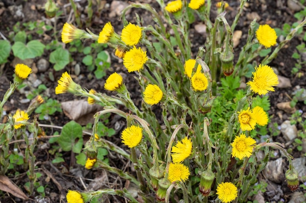 Coltsfoot floresce Tussilago farfara no jardim de ervas