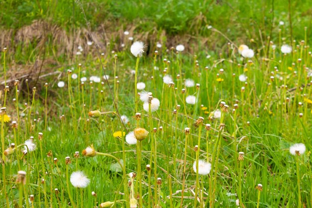 Coltsfoot Tussilago farfara planta exagerada Primavera flor blanca con fondo borroso