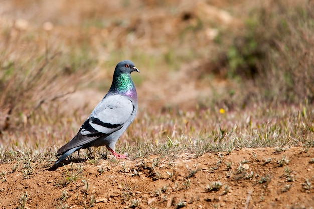 Columba livia - Die Felsentaube oder Haustaube ist eine Columbiform-Vogelart