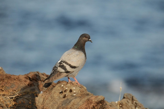 Columba Livia