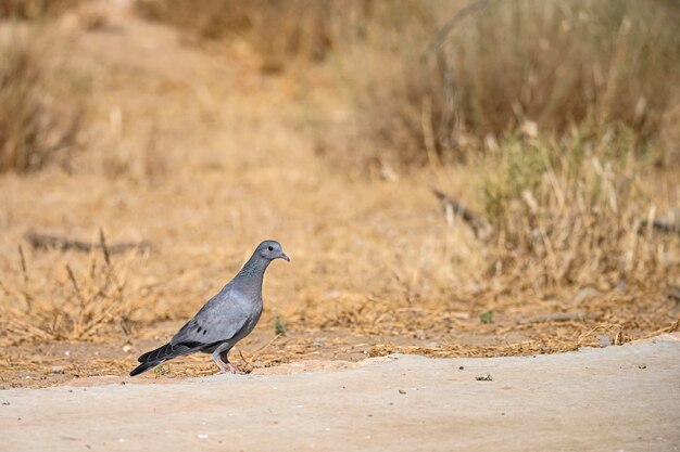 Columba oenas ou pombo zurita é uma espécie de ave da família columbidae