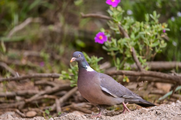 Columba palumbus O pombo-torcaz é uma espécie de ave columbiforme da família Columbidae