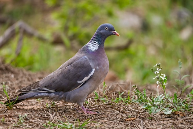 Columba palumbus o pombo-torcaz é uma espécie de ave columbiforme da família columbidae