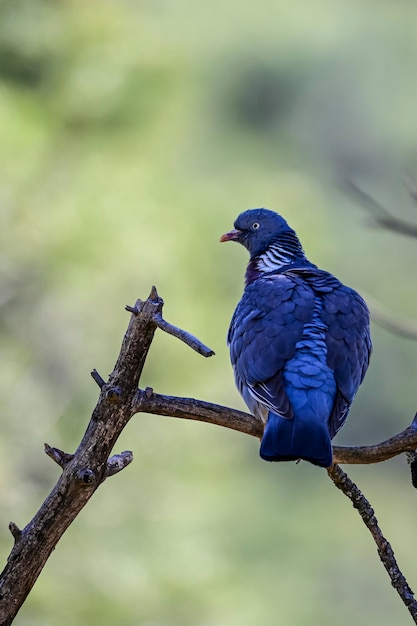 Columba palumbus o pombo-torcaz é uma espécie de ave columbiforme da família columbidae