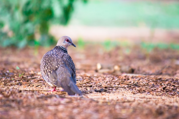 Columbidae O la tórtola europea en busca de comida en el suelo