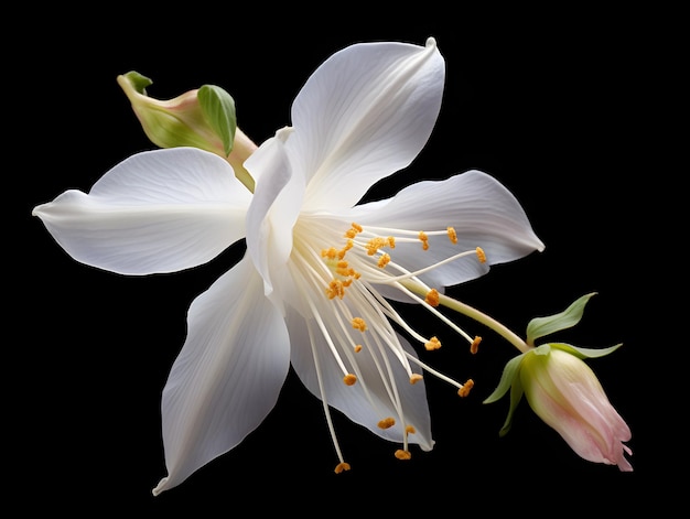 Columbine-Blumen im Studio-Hintergrund einzelne Columbine-Blume Schöne Blume ai generiertes Bild