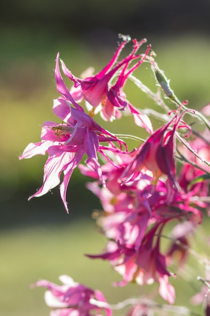 Columbine roxo e azul de florescência