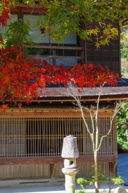 Foto columna de piedra con árbol de otoño y casa en el fondo