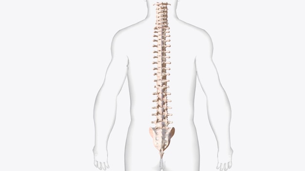 Foto la columna vertebral es una serie de aproximadamente 33 huesos llamados vértebras que están separados por discos intervertebrales