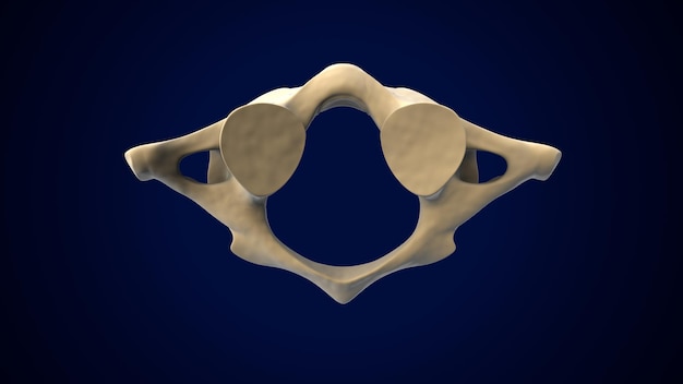 Columna vertebral del esqueleto humano Vértebras cervicales Anatomía Ilustración en 3D