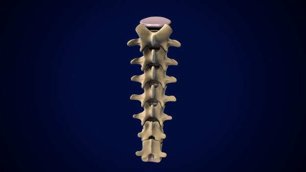 Foto columna vertebral del esqueleto humano vértebras lumbares anatomía ilustración en 3d