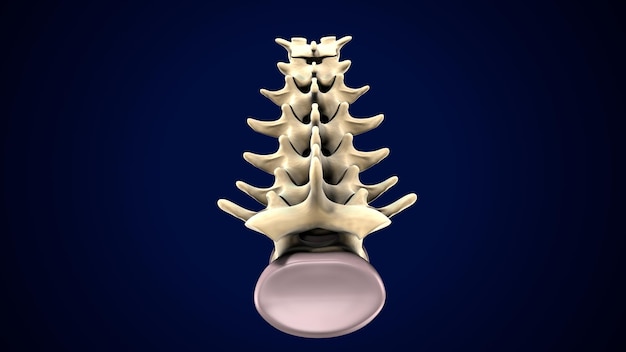 Columna vertebral del esqueleto humano Vértebras lumbares Anatomía Ilustración en 3D