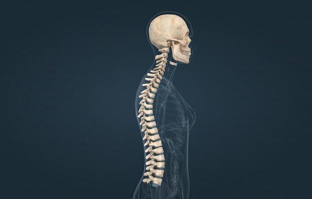 La columna vertebral se extiende desde el cráneo hasta la pelvis y está formada por 33 huesos individuales denominados vértebras.
