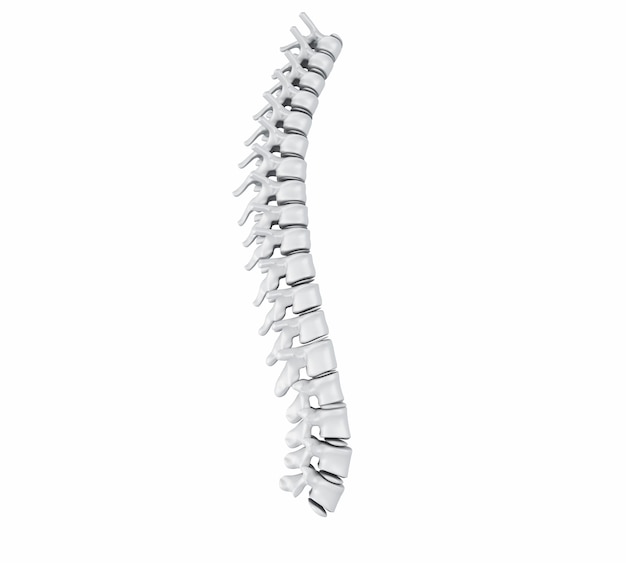 Columna vertebral humana 3d