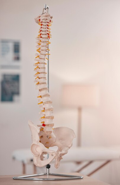 Foto columna vertebral modelo hueso y oficina quiropráctica en escritorio de mesa o exhibición para aprender educación o consejos impresión 3d de huesos humanos y antecedentes para quiropráctico de fisioterapia o atención médica en la clínica