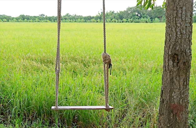 Columpio de madera vacío con campos de arroz de maduración en el telón de fondo