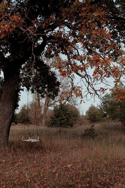 Foto columpio de otoño en un árbol