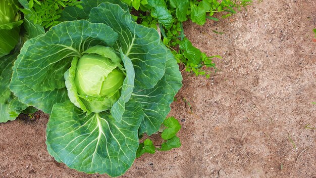 Columpio verde crudo de repollo en el jardín. Cultivo de hortalizas al aire libre en una granja. Cosecha. Enfoque suave, espacio de copia, lugar para texto, banner