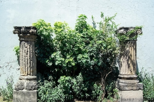 Coluna de pedra grega ao redor da parede de estilo dourado de plantas no fundo méxico