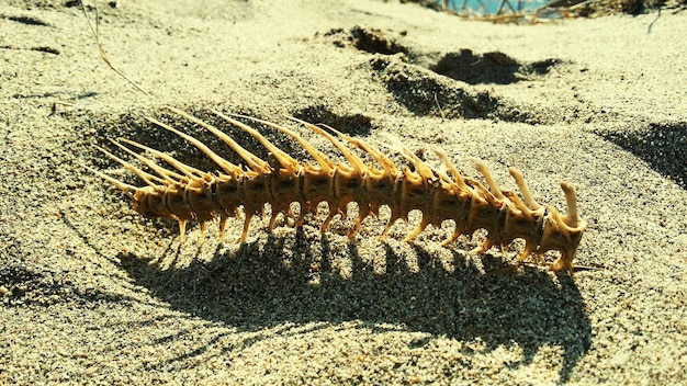 Coluna vertebral de um peixe na areia