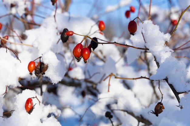 Colunas de rosas em um galho coberto de neve contra o céu azul