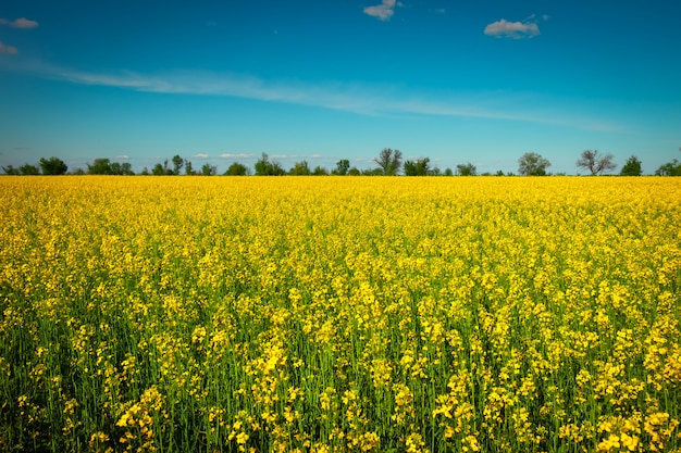 Colza amarela do campo na flor.