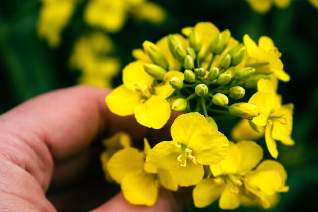 La colza brassica napus, una flor de colza en un campo en primavera