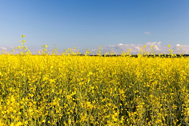 Colza en un campo agrícola